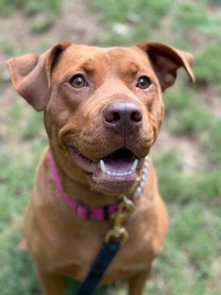 Enlarge Mama Java, a Adoptable mixed breed in Fort Mill, SC image 5/6