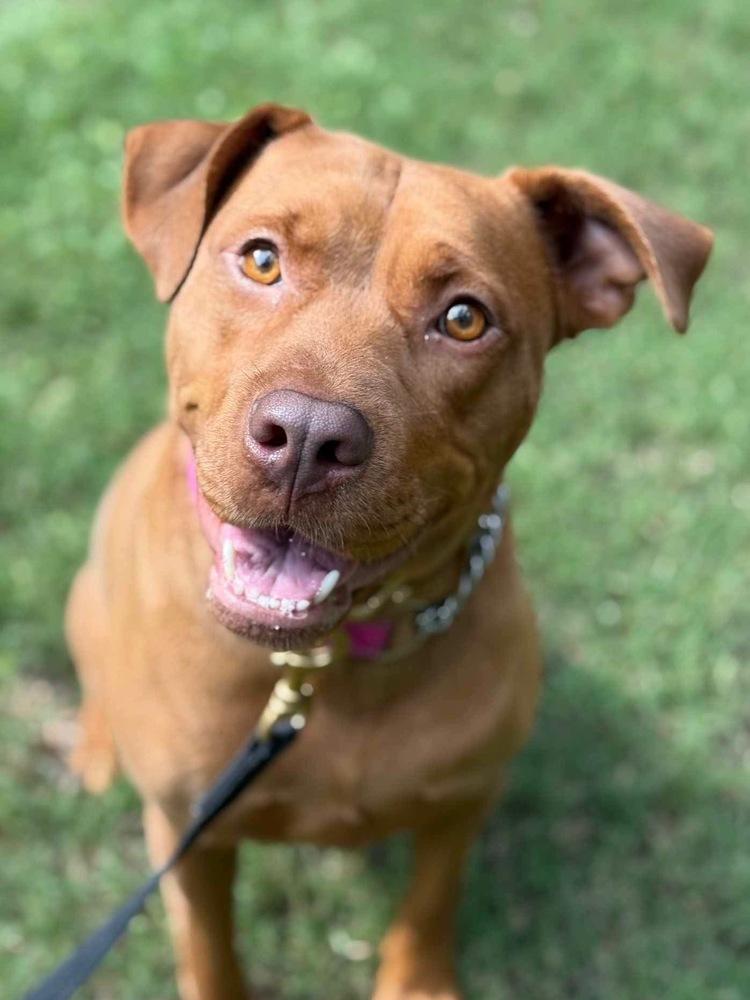 Enlarge Mama Java, a Adoptable mixed breed in Fort Mill, SC image 6/6