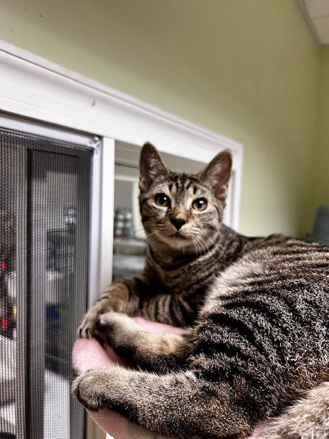 Enlarge Duke, a Adoptable Domestic Short Hair in Cape May, NJ image 1/2