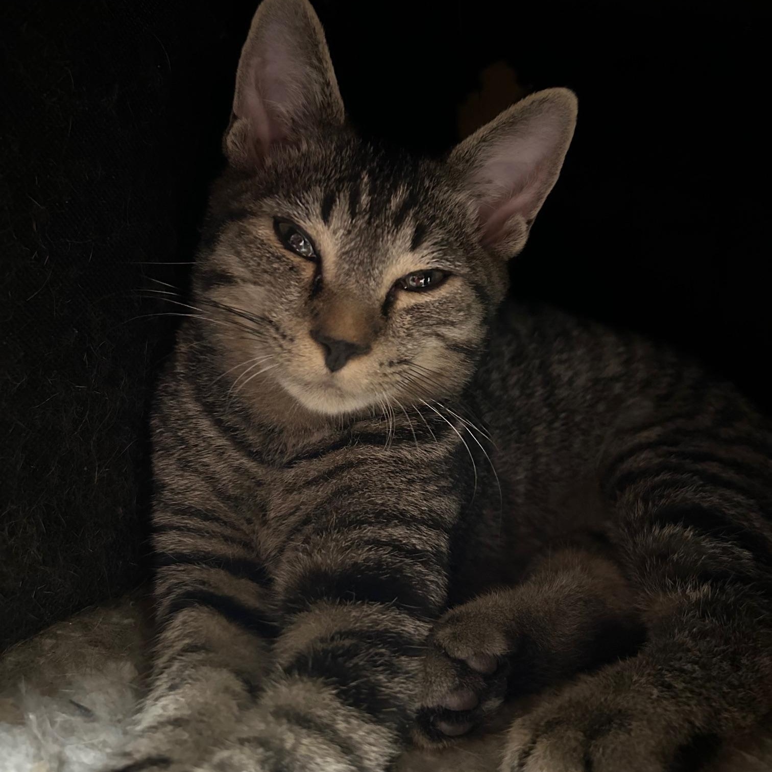 Enlarge Duke, a Adoptable Domestic Short Hair in Cape May, NJ image 2/2