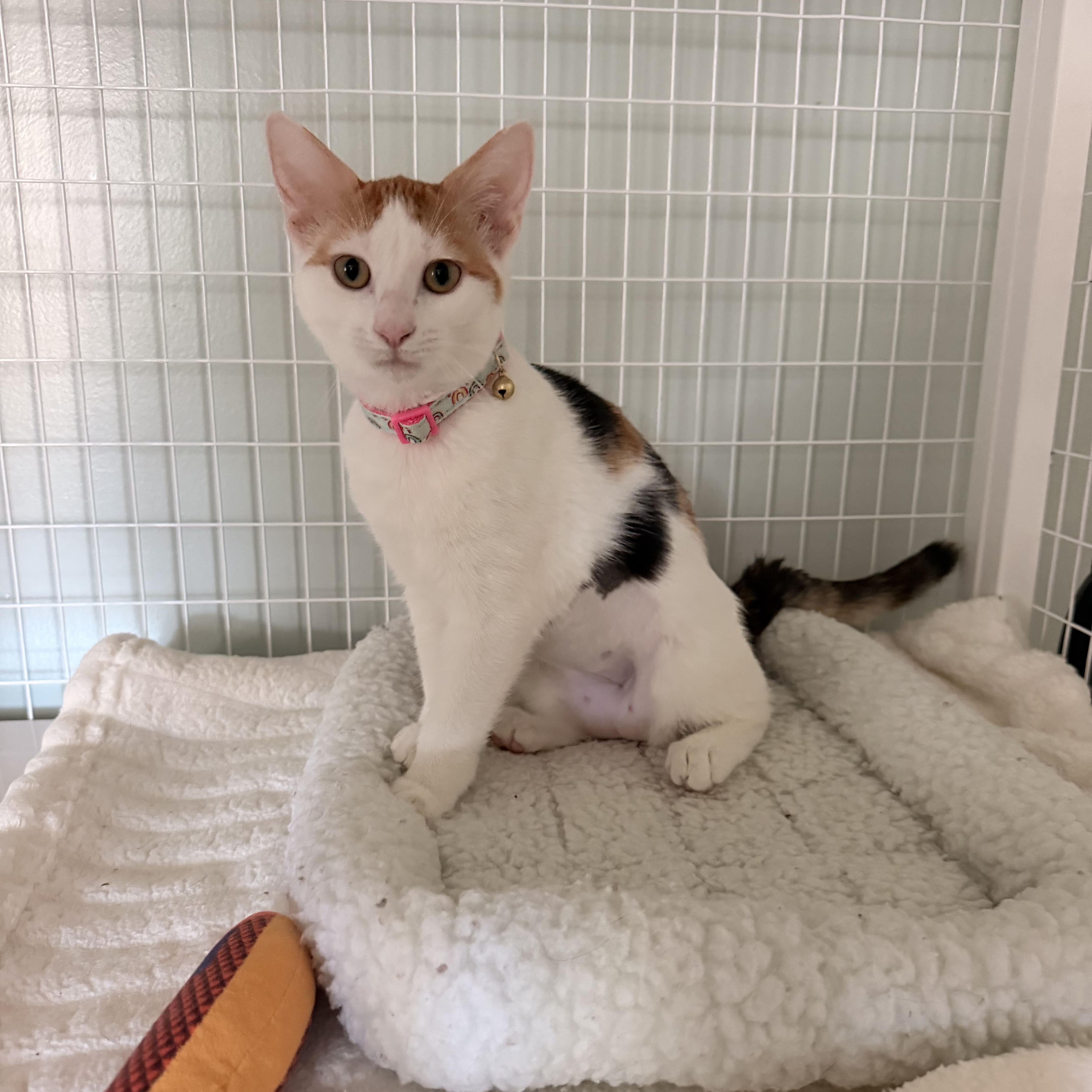 Seashell, Adoptable, Kitten Female Domestic Short Hair.