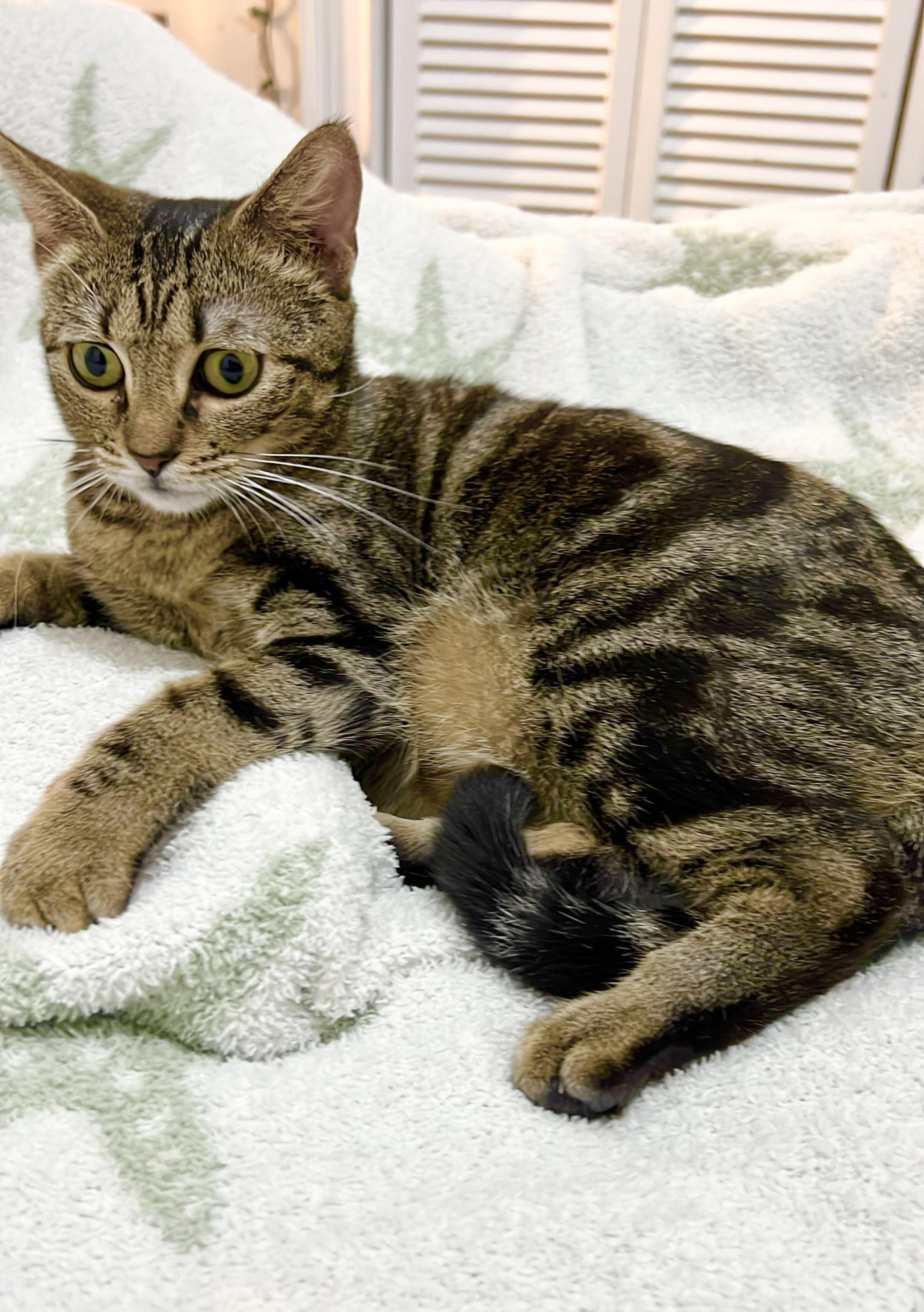 Enlarge Coco, a Adoptable Domestic Short Hair in Laconia, NH image 3/6