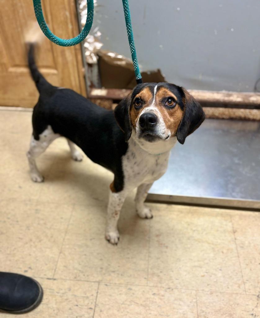 Biffy, Adopted, Puppy Male Beagle.