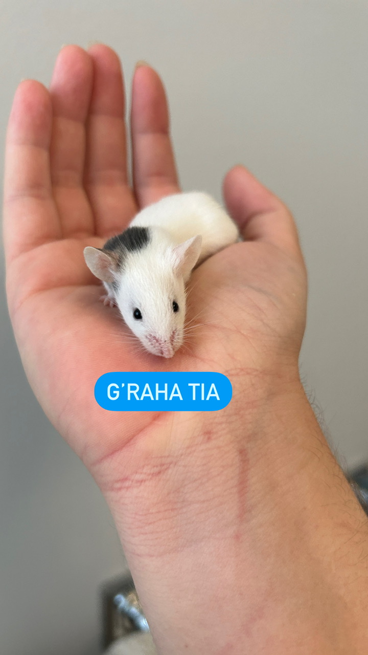 Enlarge G'Raha Tia, a Adoptable Mouse in Minneapolis, MN image 1/1