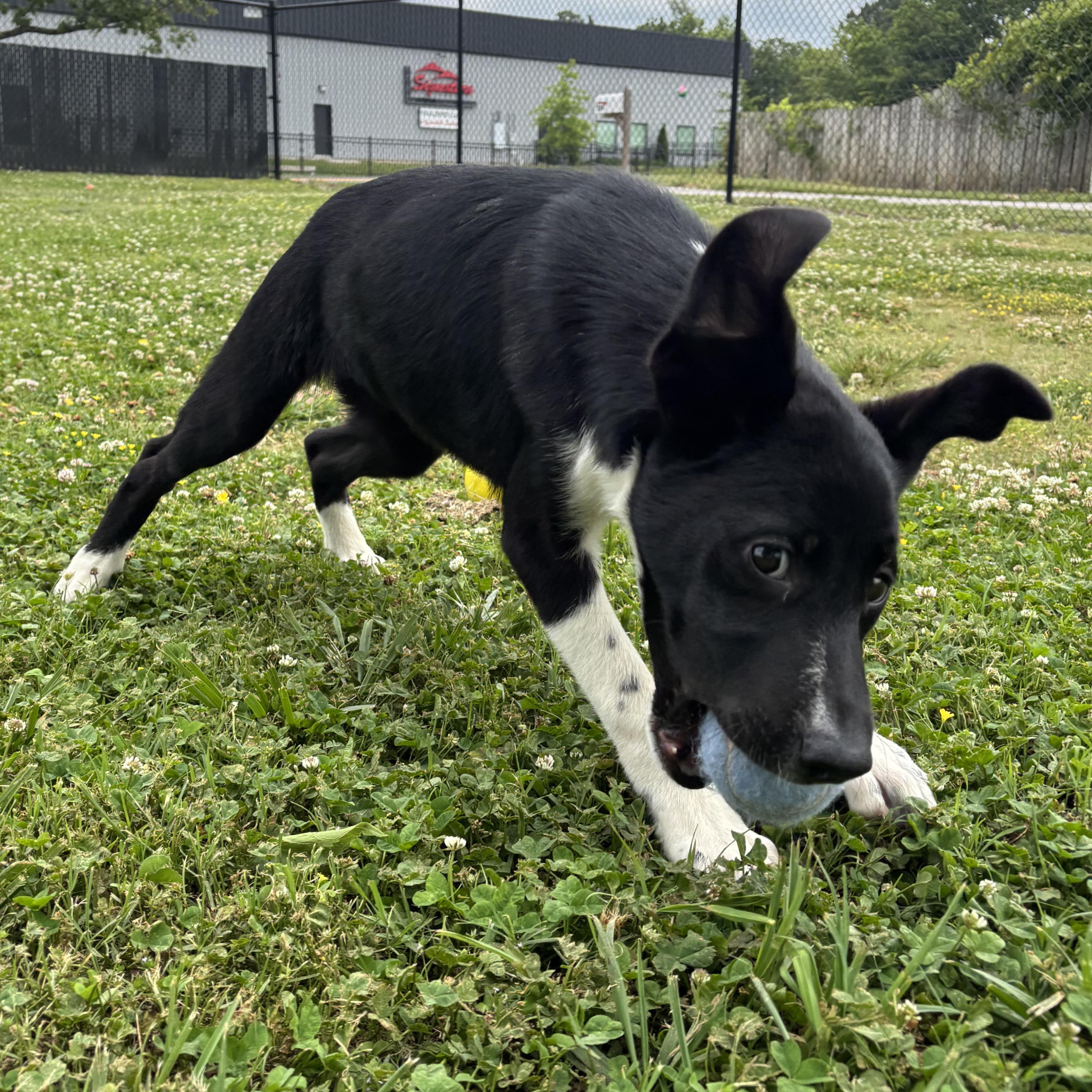 Enlarge Waffle House, a ADOPTABLE mixed breed in Lowell, AR image 3/6