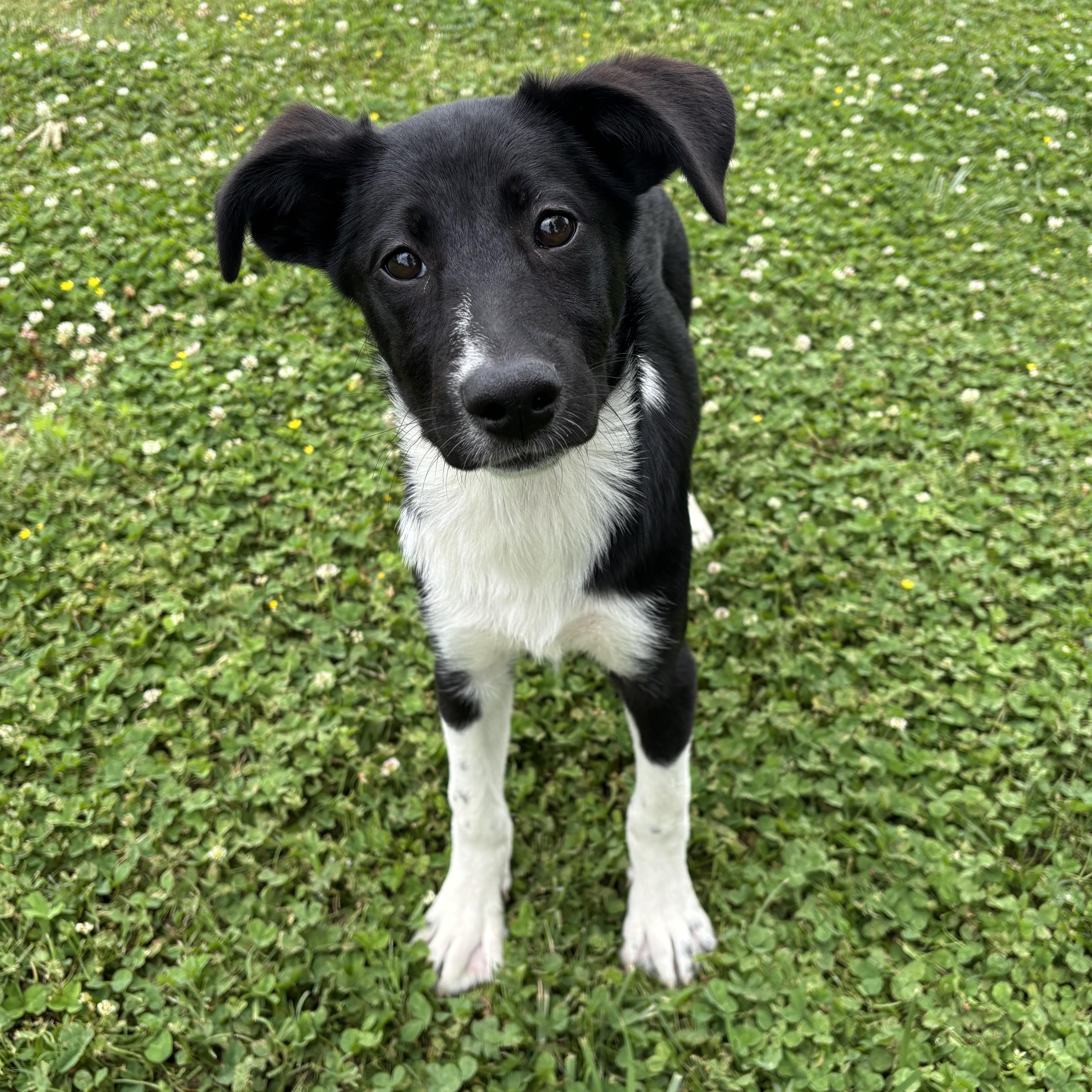 Enlarge Waffle House, a ADOPTABLE mixed breed in Lowell, AR image 5/6