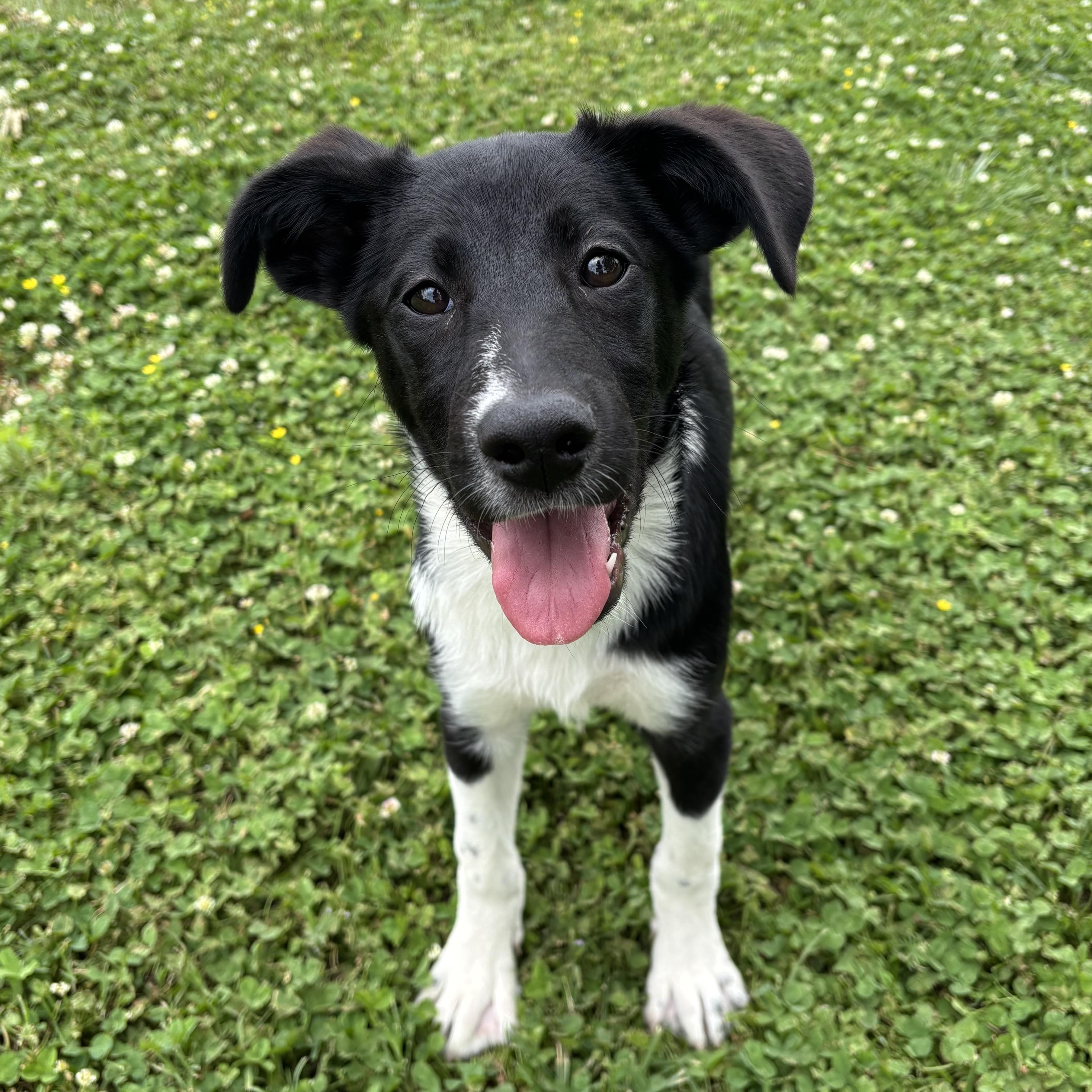 Enlarge Waffle House, a ADOPTABLE mixed breed in Lowell, AR image 4/6