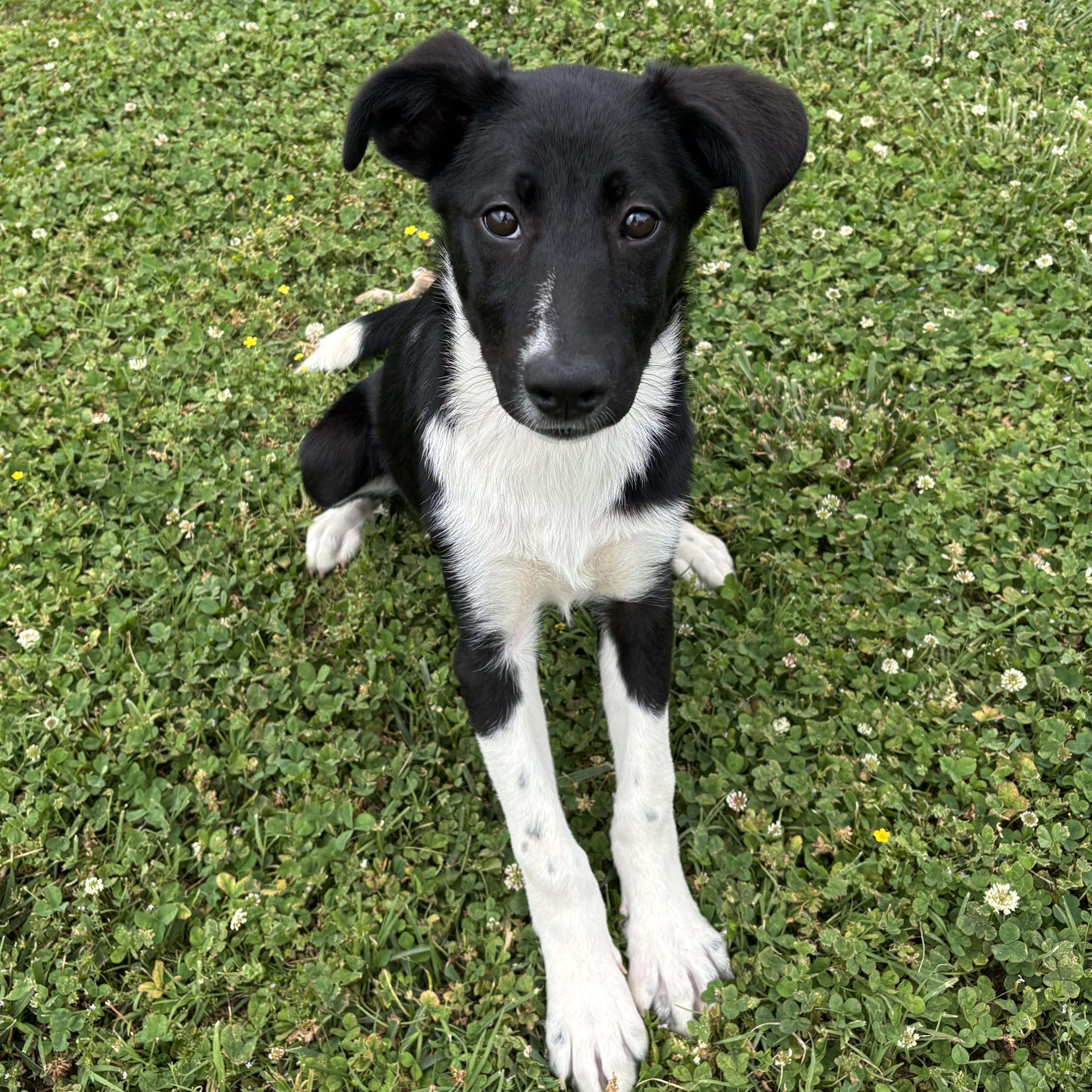 Enlarge Waffle House, a ADOPTABLE mixed breed in Lowell, AR image 6/6