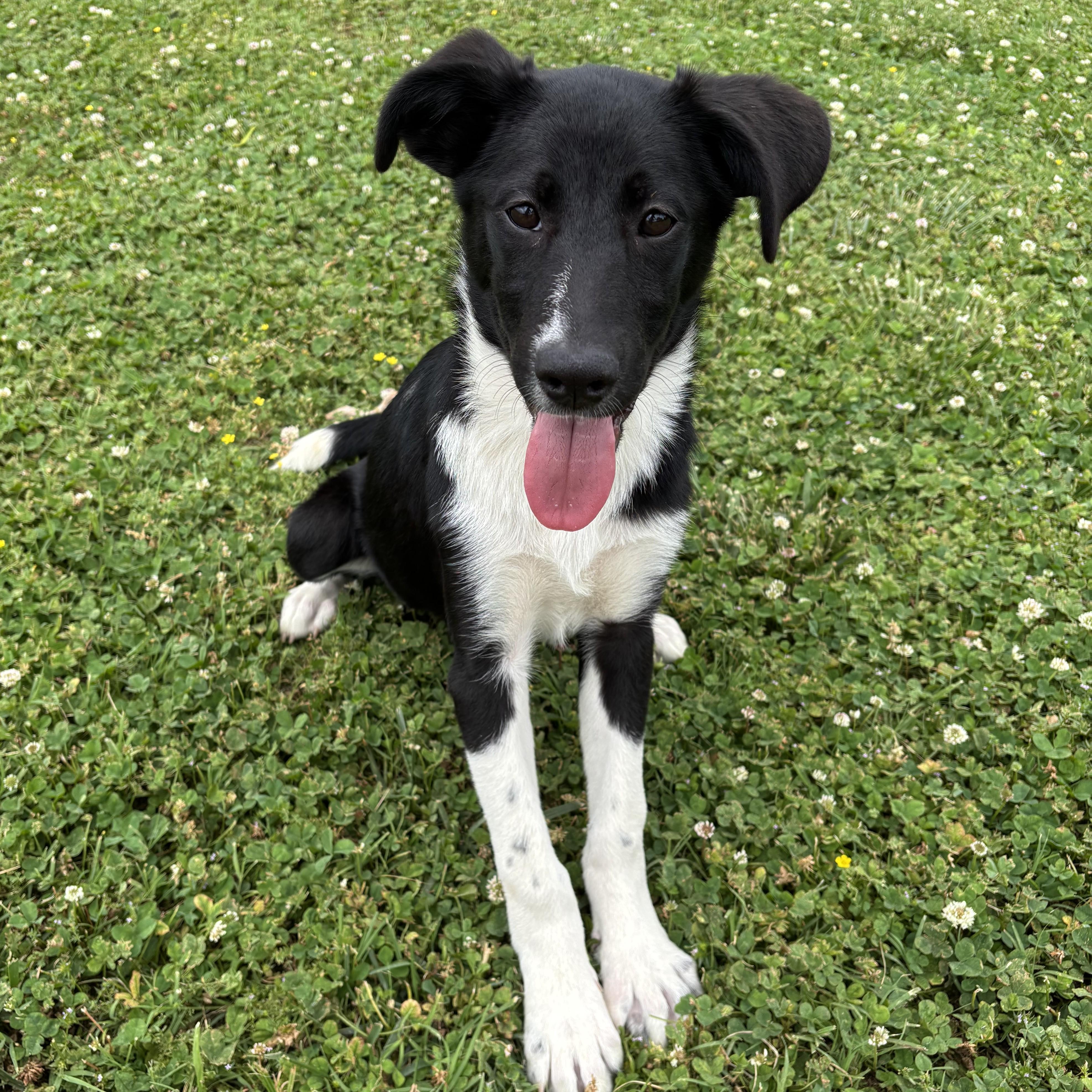 Enlarge Waffle House, a ADOPTABLE mixed breed in Lowell, AR image 1/6