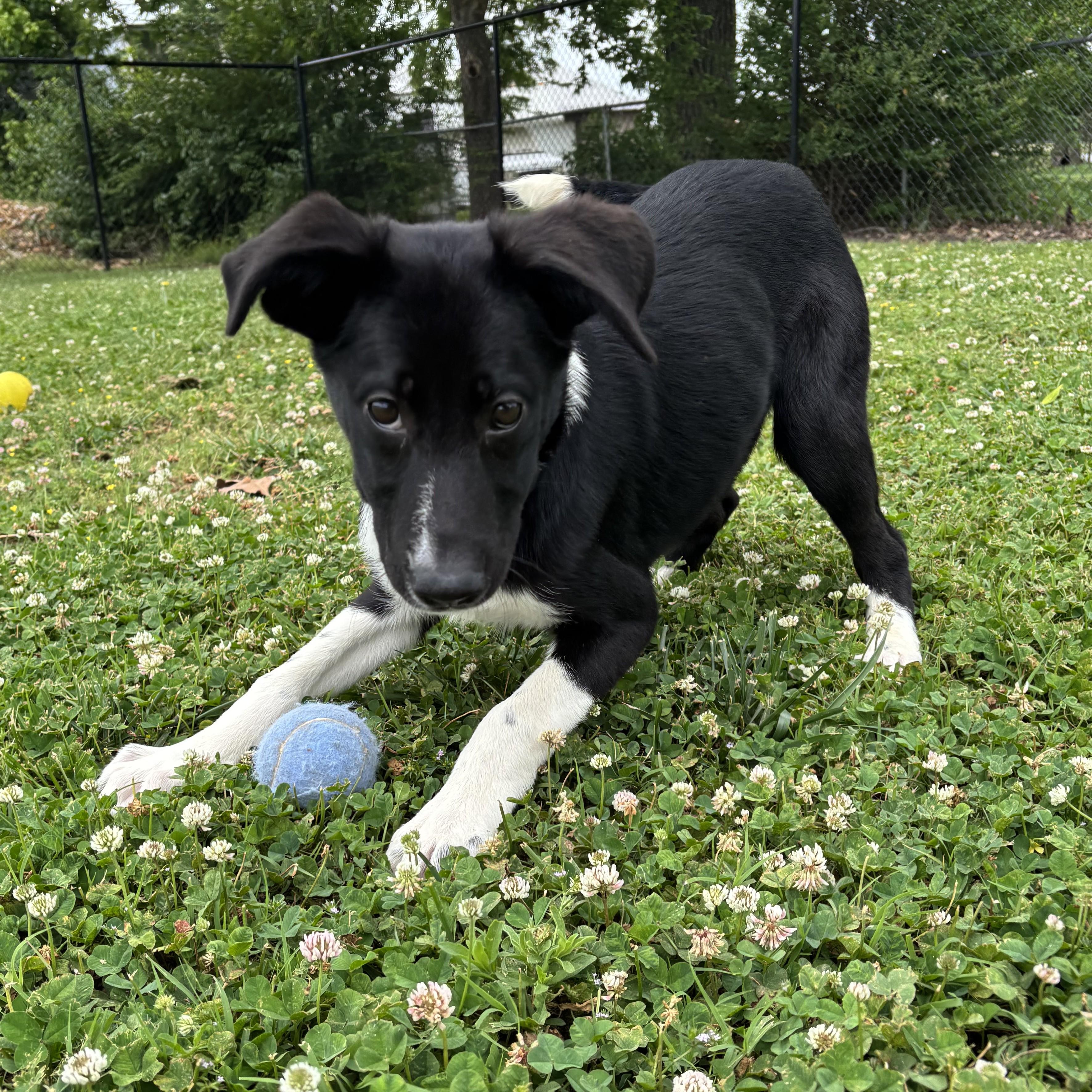 Enlarge Waffle House, a ADOPTABLE mixed breed in Lowell, AR image 2/6