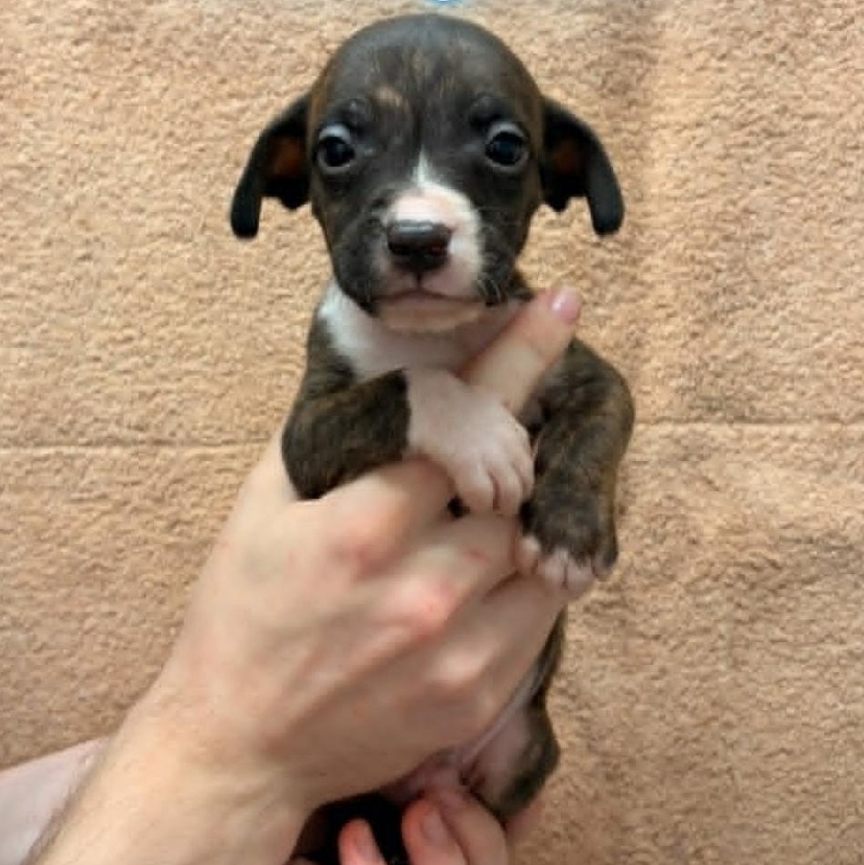 Enlarge Waylon, a Adoptable mixed breed in Schenectady, NY image 1/1