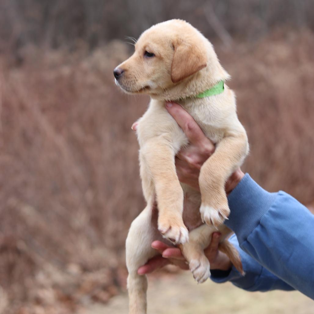 CT Honey avail Dec 21 (Cropley's Garden- Bolton, CT), Adoptable, Puppy Female Golden Retriever & Labrador Retriever.