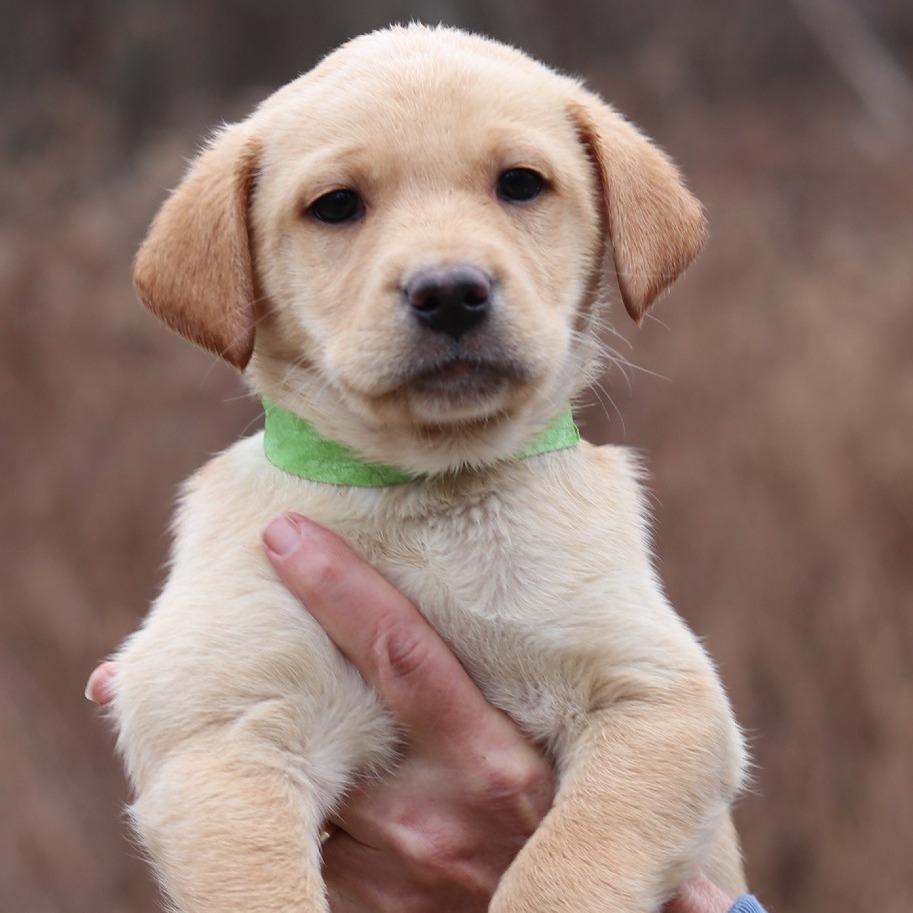 Enlarge CT Honey avail Dec 21 (Cropley's Garden- Bolton, CT), a Adoptable mixed breed in Eastford, CT image 3/5