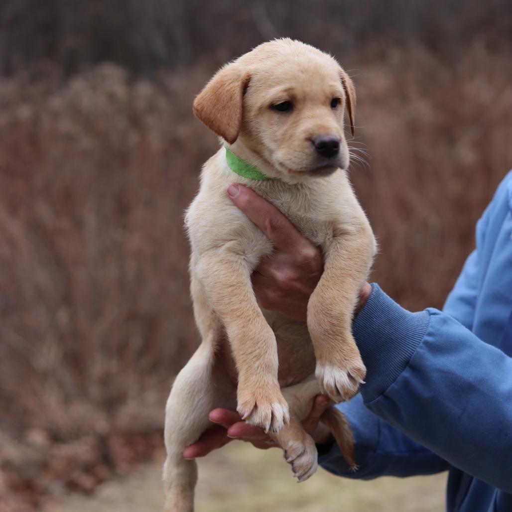 Enlarge CT Honey avail Dec 21 (Cropley's Garden- Bolton, CT), a Adoptable mixed breed in Eastford, CT image 4/5