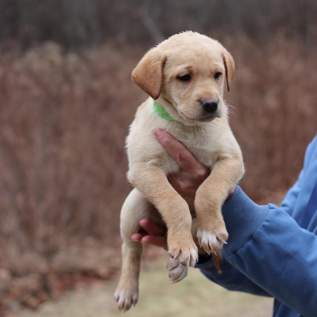 Enlarge CT Honey avail Dec 21 (Cropley's Garden- Bolton, CT), a Adoptable mixed breed in Eastford, CT image 5/5