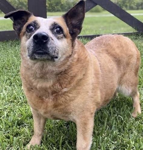 Rae, Adoptable, Senior Female Australian Cattle Dog / Blue Heeler.
