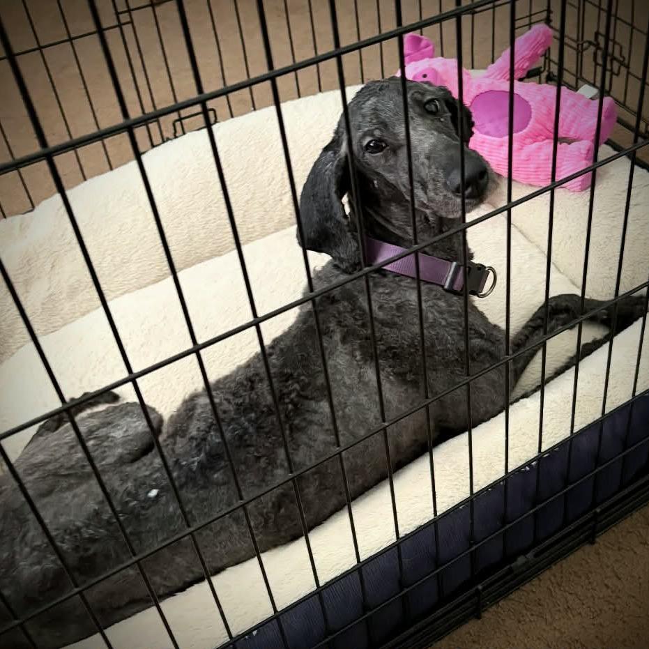 Maddie, Adoptable, Adult Female Poodle & Retriever.