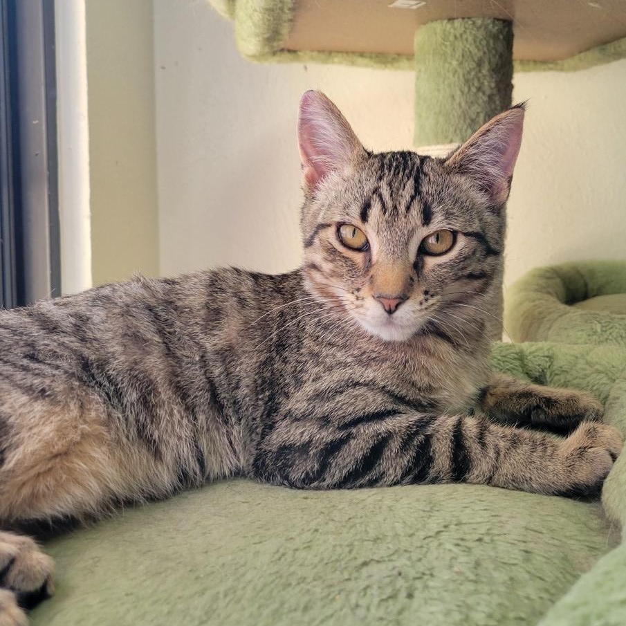 Diego Birgen , Adoptable, Kitten Male Domestic Short Hair & Tabby.