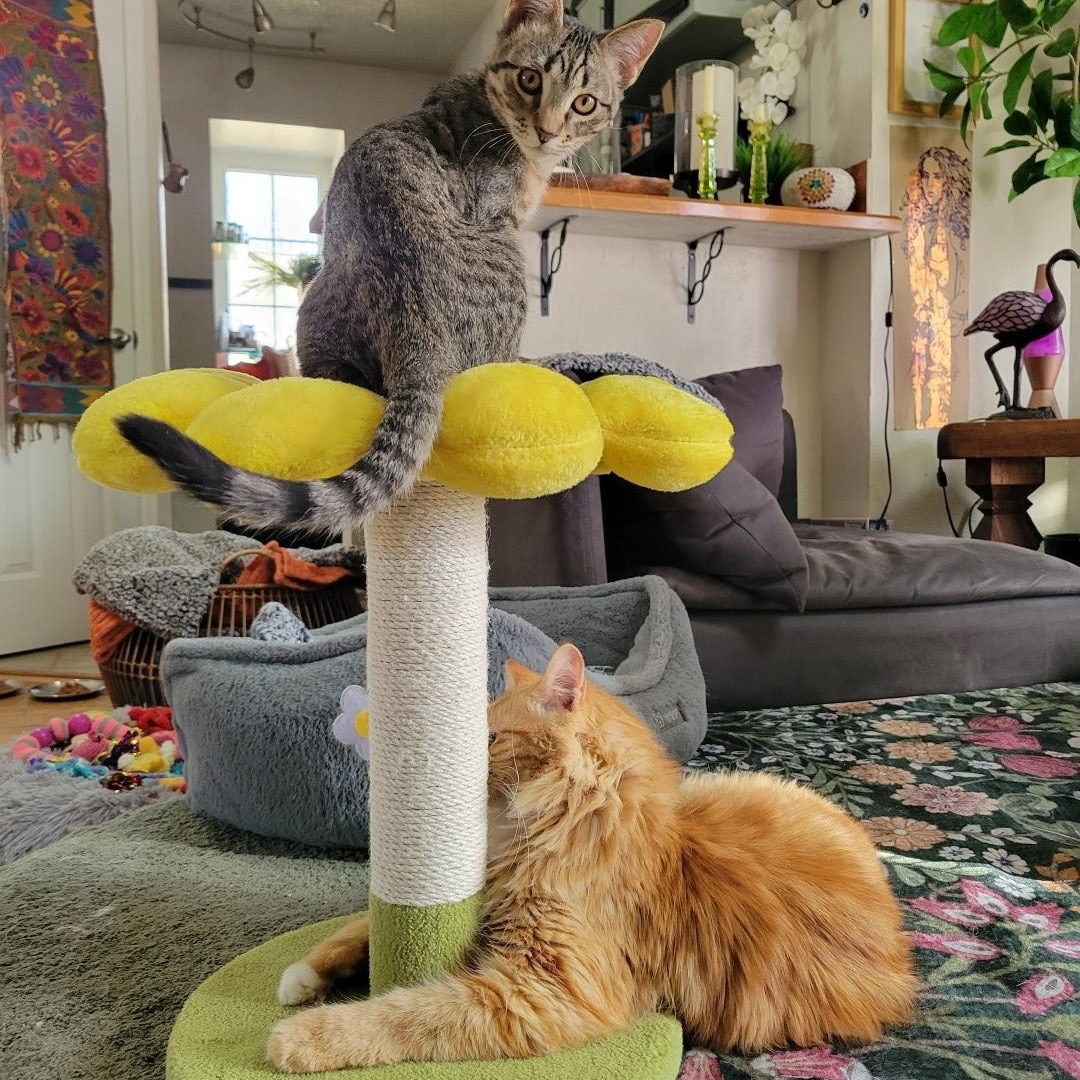 Enlarge Diego Birgen , a Adoptable mixed breed in Denver, CO image 4/6