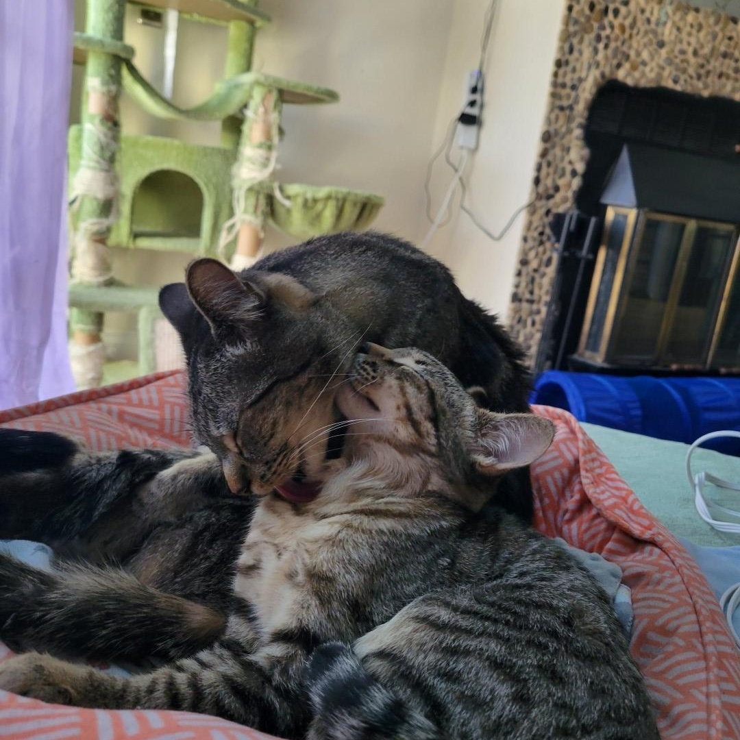 Enlarge Diego Birgen , a Adoptable mixed breed in Denver, CO image 2/6