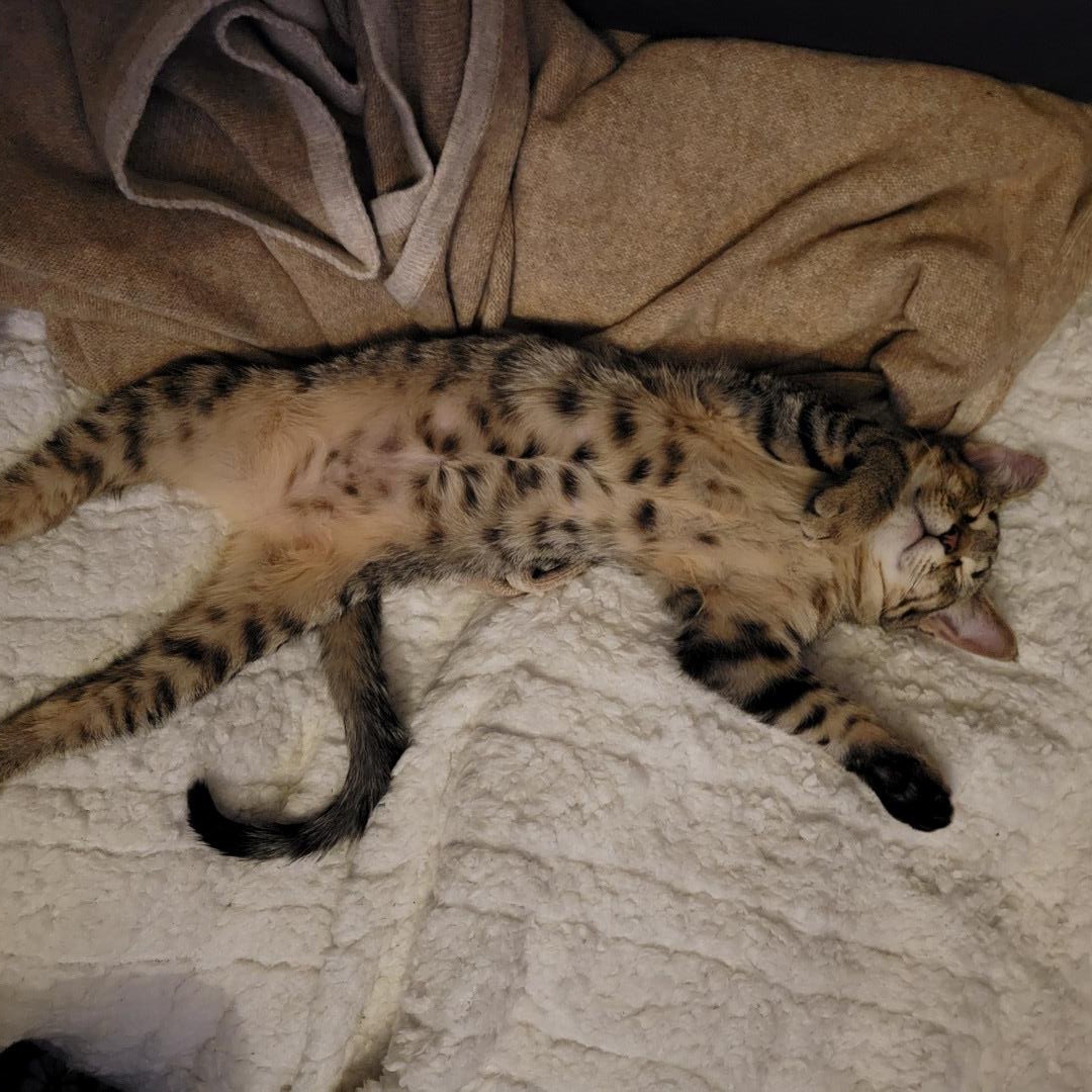 Enlarge Diego Birgen , a Adoptable mixed breed in Denver, CO image 3/6