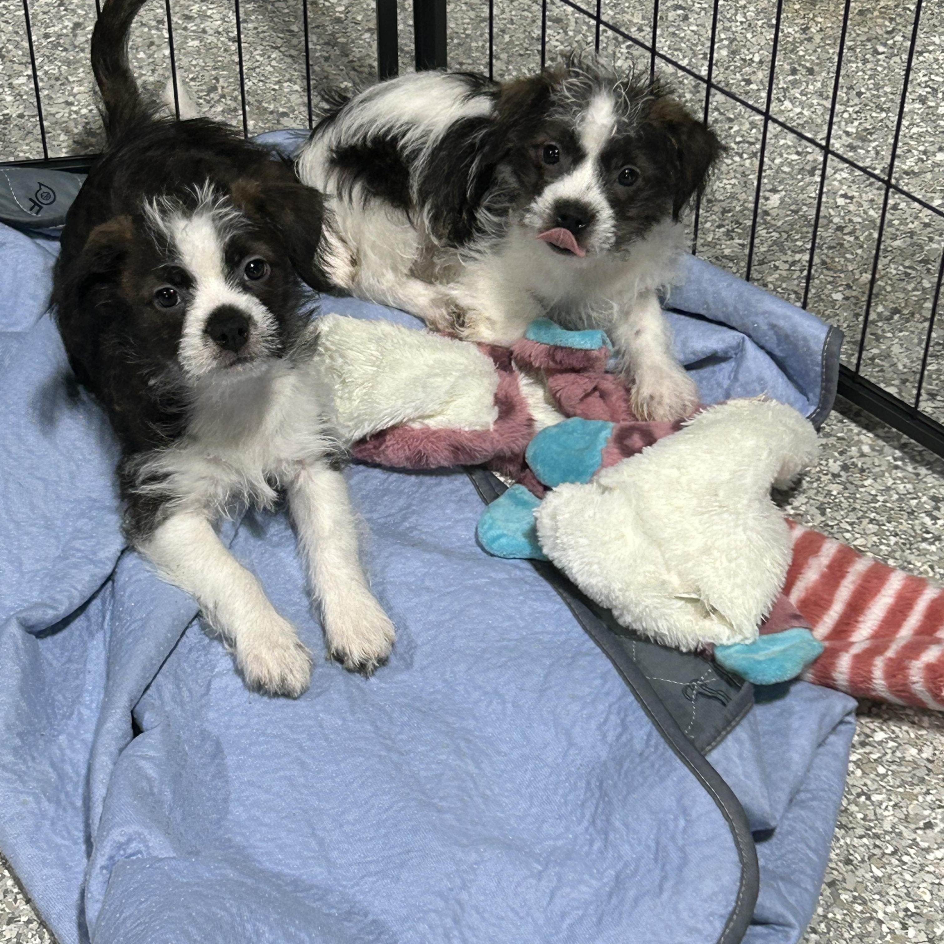 Holly , Adoptable, Puppy Female Havanese & Boston Terrier.