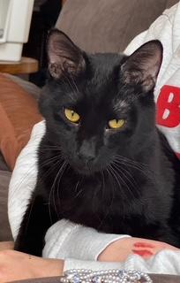 Panther, an adoptable Domestic Short Hair in Bertha, MN, 56437 | Photo Image 1
