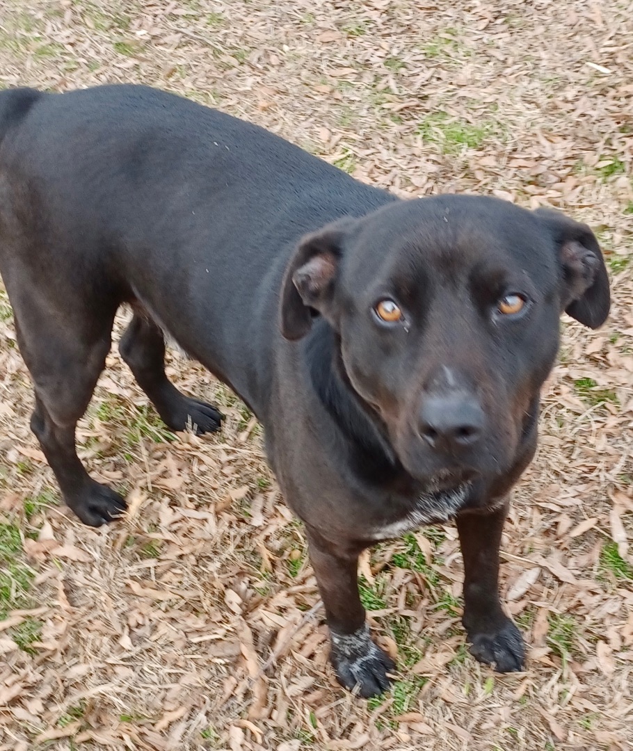 Enlarge Joker, a Adoptable mixed breed in Manchester, NH image 8/11