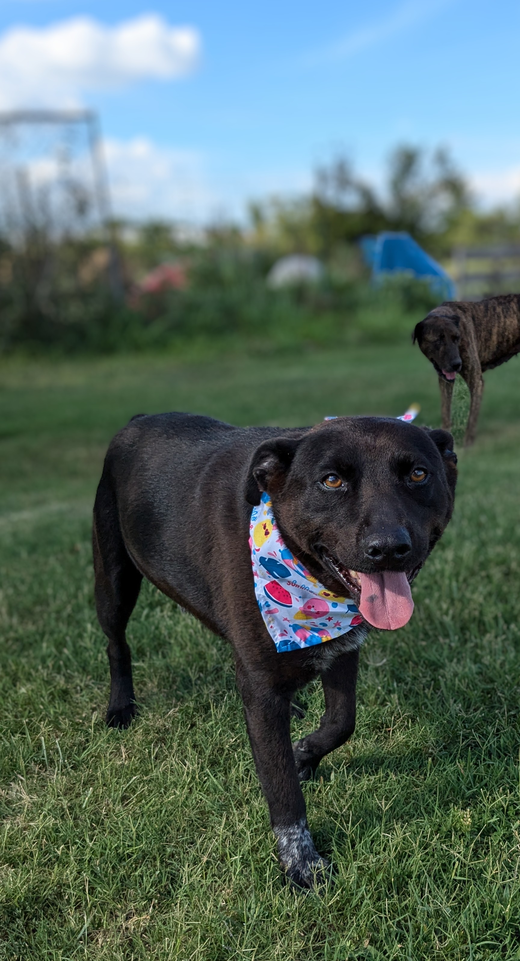 Joker, a Adoptable mixed breed in Manchester, NH image 1/11