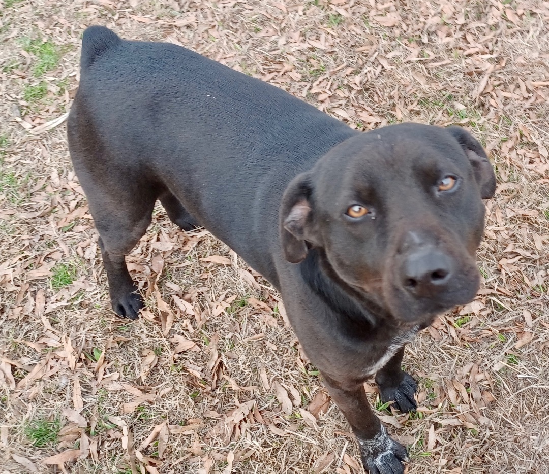 Enlarge Joker, a Adoptable mixed breed in Manchester, NH image 9/11