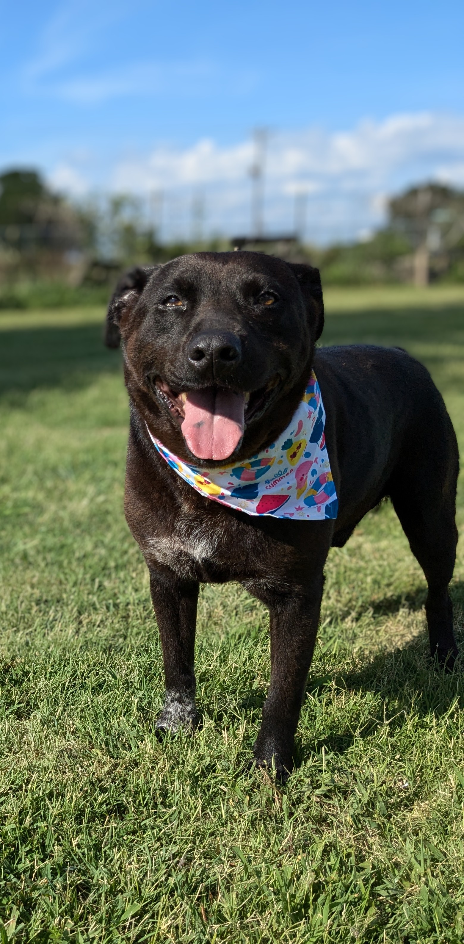 Enlarge Joker, a Adoptable mixed breed in Manchester, NH image 11/11