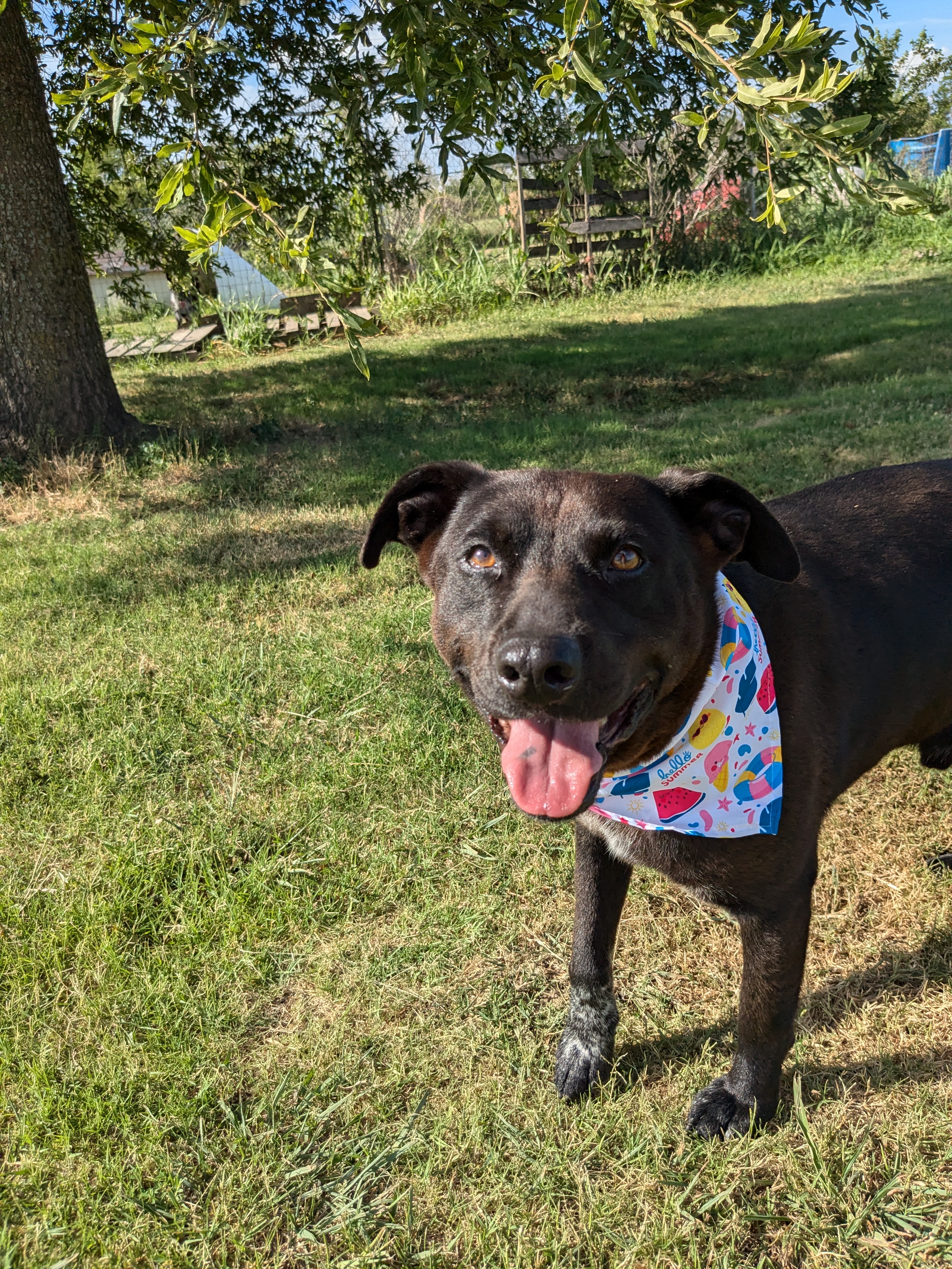 Enlarge Joker, a Adoptable mixed breed in Manchester, NH image 10/11
