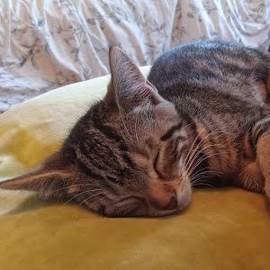 Lupine (Needs to be adopted with Trillium or Esme) photo 5