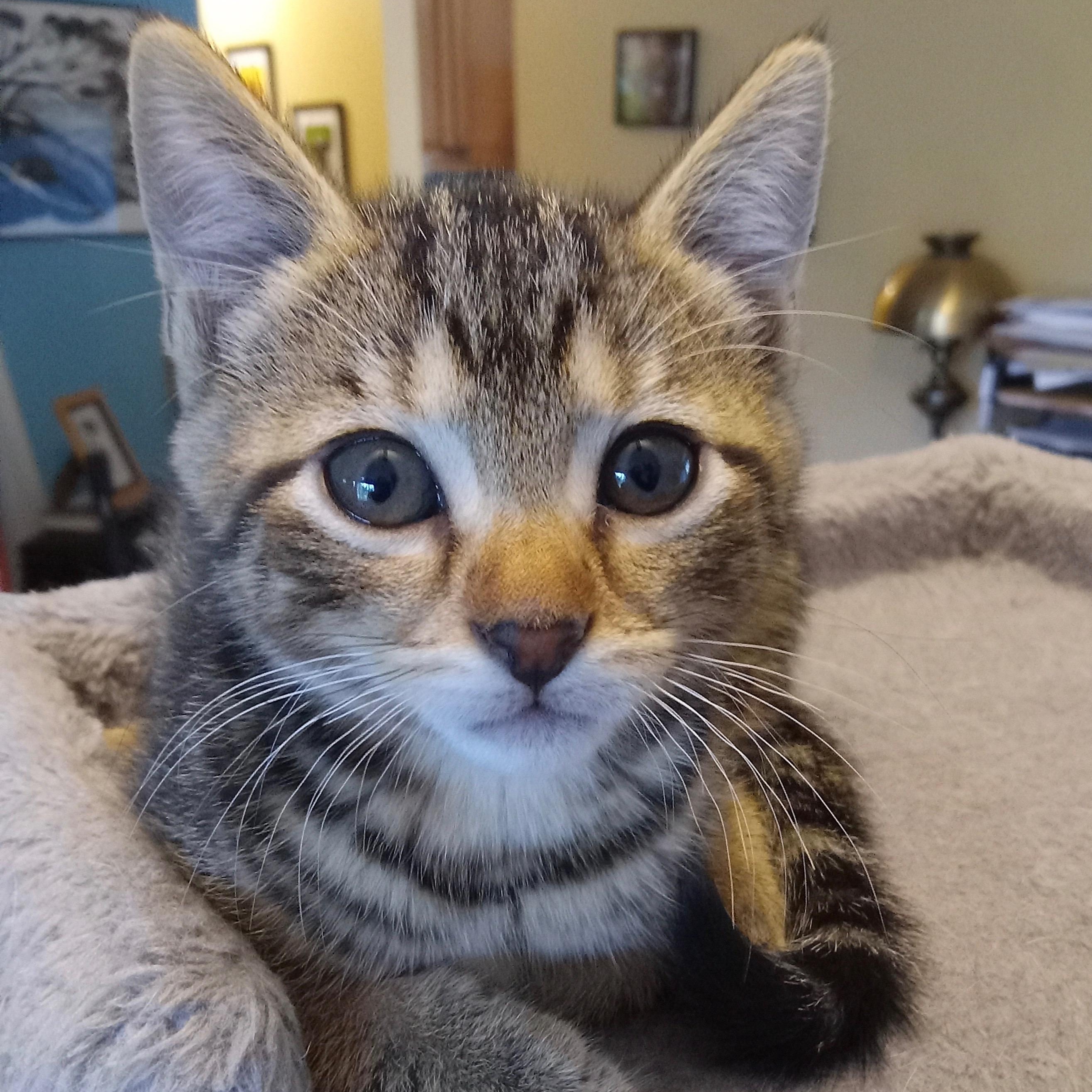 Lupine (Needs to be adopted with Trillium or Esme), Baby Female Domestic Short Hair