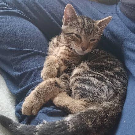 Lupine (Needs to be adopted with Trillium or Esme) photo 4