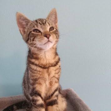 Lupine (Needs to be adopted with Trillium or Esme) photo 3