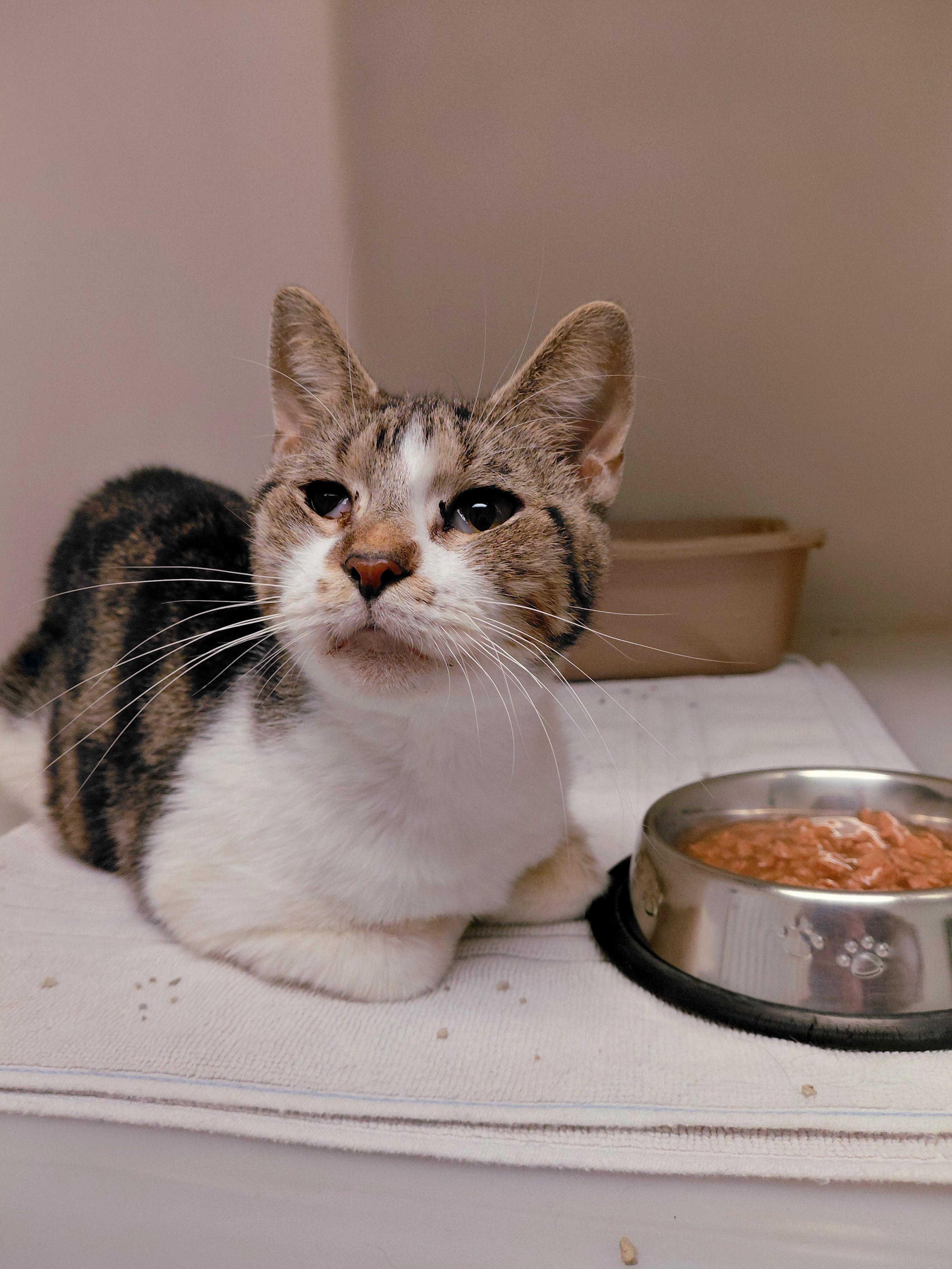 Genna, Adoptable, Adult Female Domestic Short Hair.