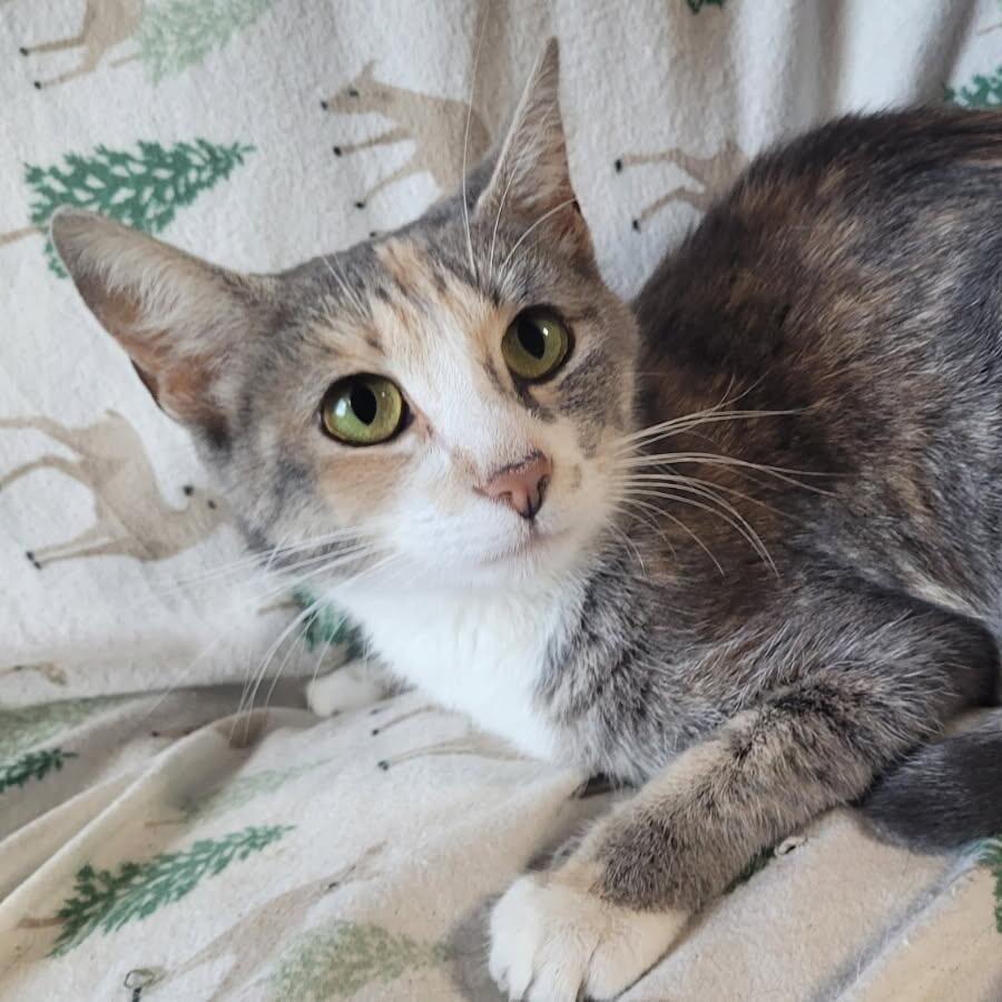 Cleo