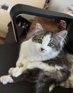 Brandi — a beautiful bundle of energy and affection!