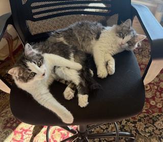 Brandi — a beautiful bundle of energy and affection!