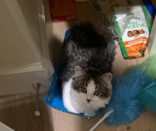 Brandi — a beautiful bundle of energy and affection!