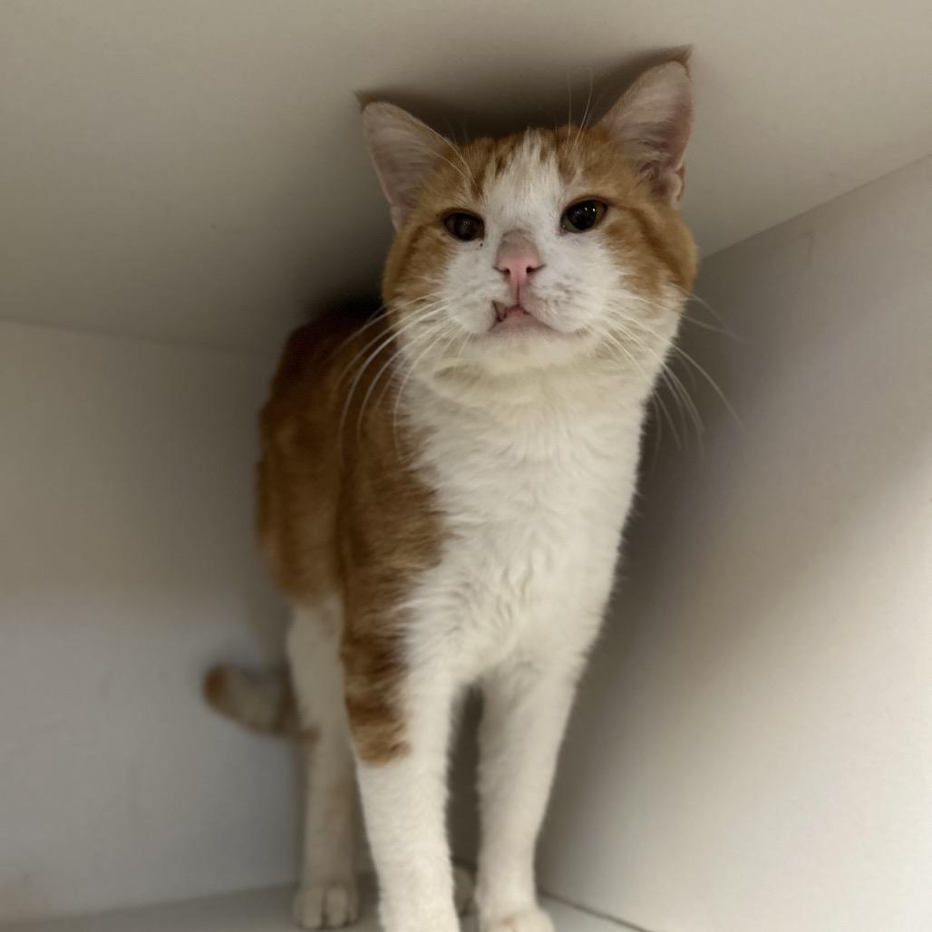 Enlarge Roger *Off-Site Foster Home*, a Adoptable Domestic Short Hair in Troy, IL image 1/4