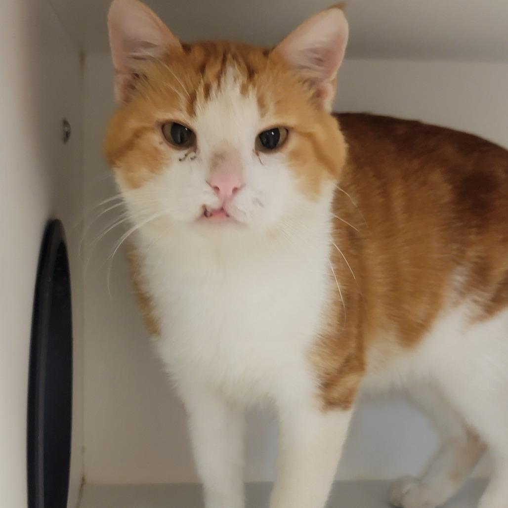 Enlarge Roger *Off-Site Foster Home*, a Adoptable Domestic Short Hair in Troy, IL image 2/4