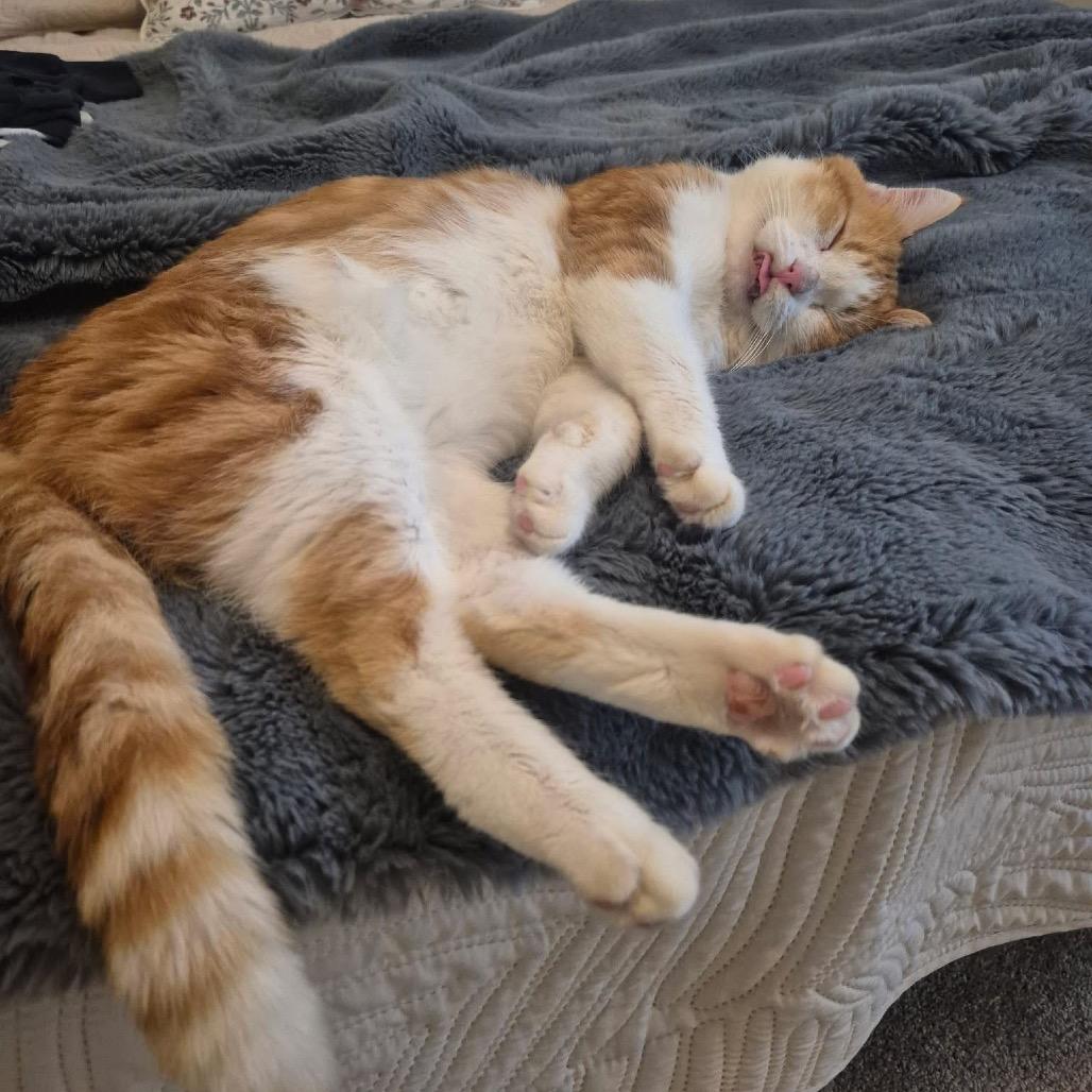 Enlarge Roger *Off-Site Foster Home*, a Adoptable Domestic Short Hair in Troy, IL image 3/4