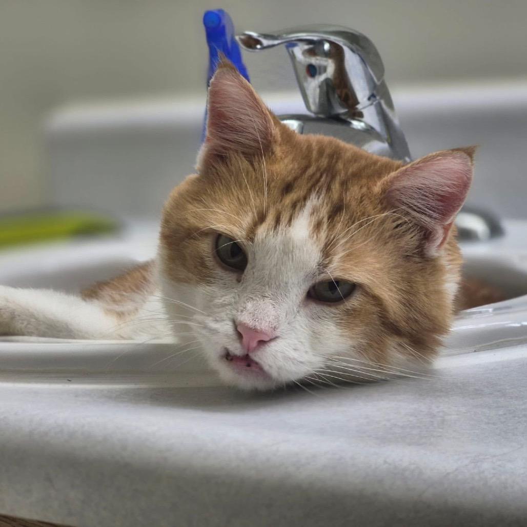 Enlarge Roger *Off-Site Foster Home*, a Adoptable Domestic Short Hair in Troy, IL image 4/4