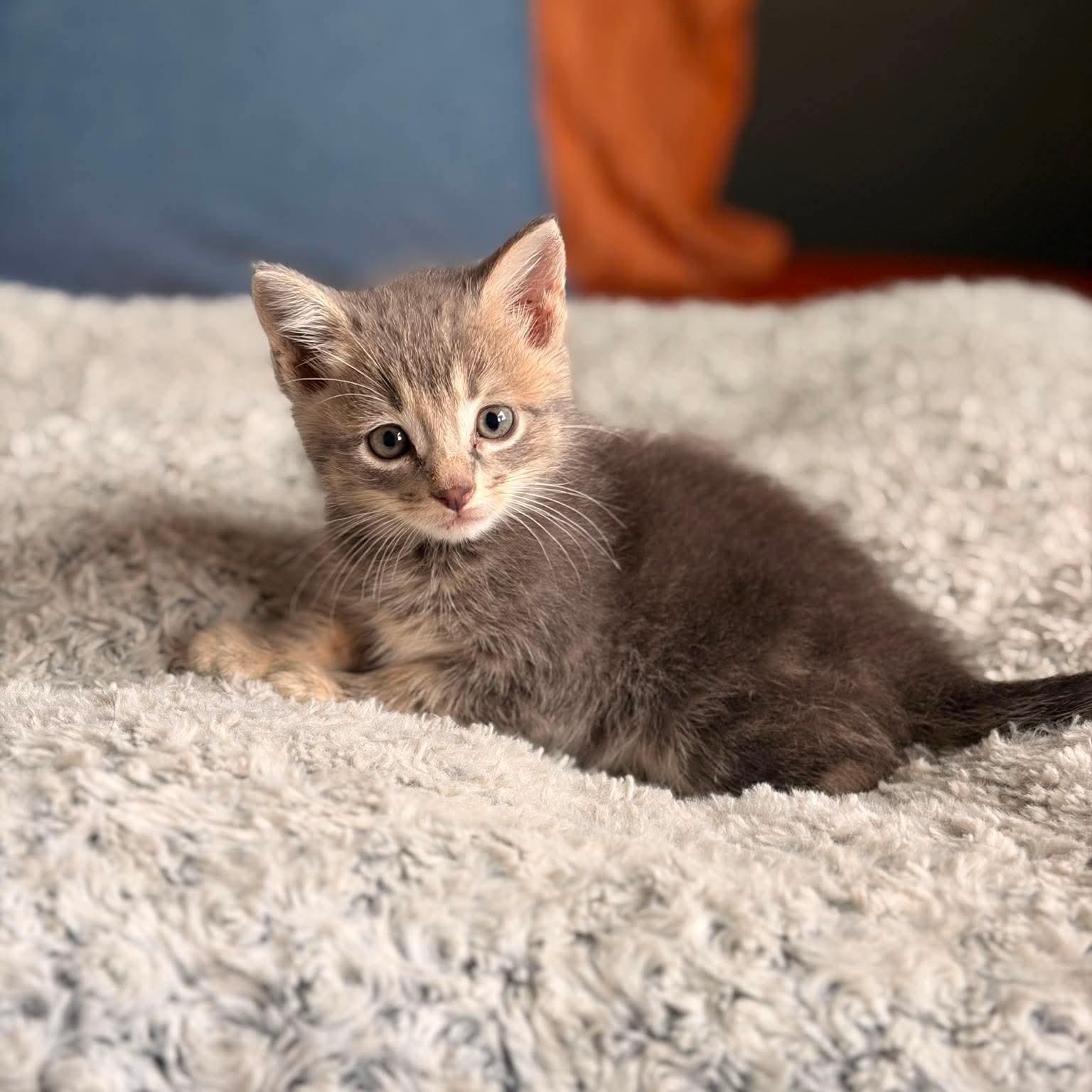 (String) Bean, a Adoptable mixed breed in Valley Center, KS image 6/6