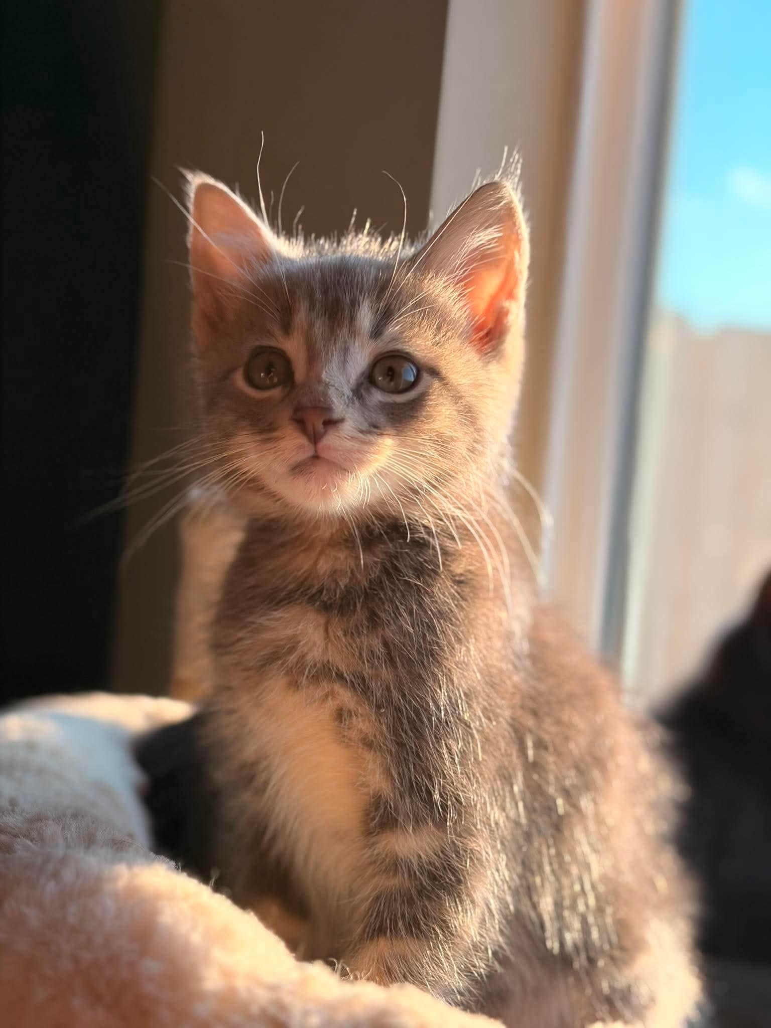 (String) Bean, Adoptable, Kitten Male Domestic Short Hair & Tabby.