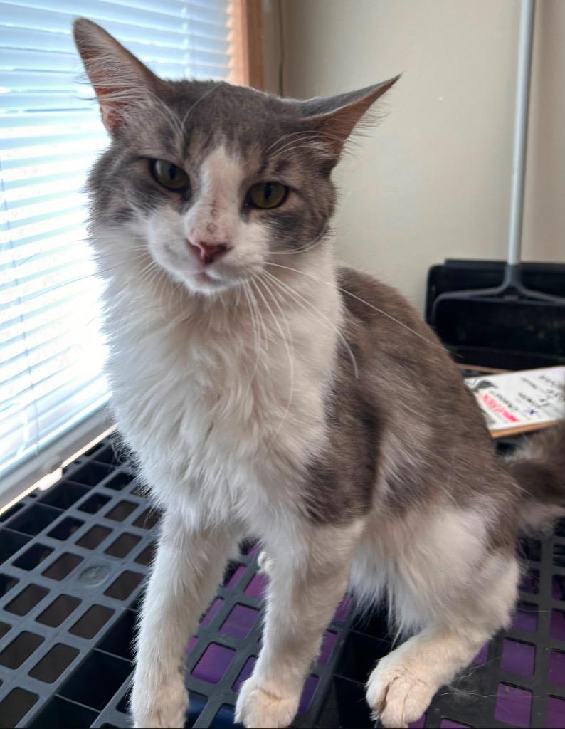 Enlarge Saja, a Adoptable mixed breed in Spooner, WI image 1/1