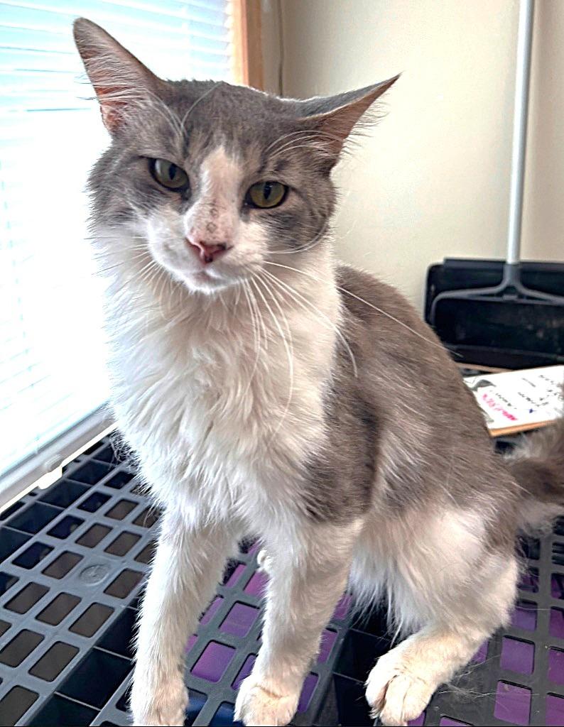 Enlarge Saja, a Adoptable mixed breed in Spooner, WI image 1/1
