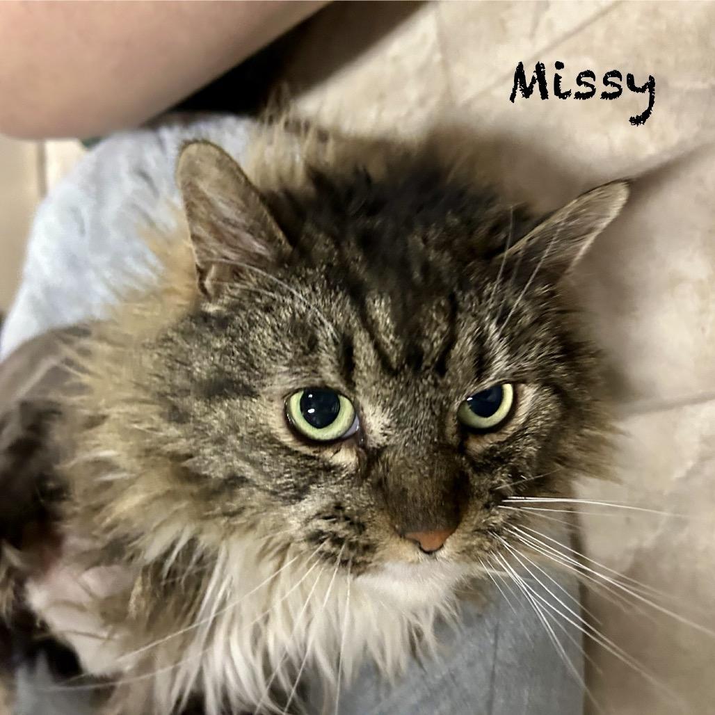 Missy, Adoptable, Adult Female Domestic Medium Hair.